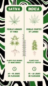 Indica : petit avec de large feuille