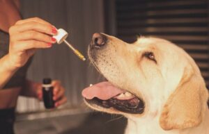 Pipette d'huile de CBD pour les animaux