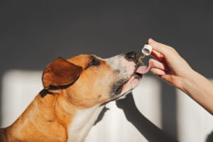 Goutte d'huile de cannabis pour chiens et chats