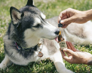 Icône d'huile de CBD pour animaux