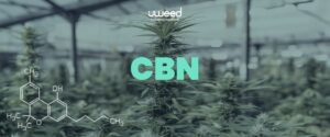 Image présentant une définition complète du Cannabinol (CBN) et ses effets spécifiques.