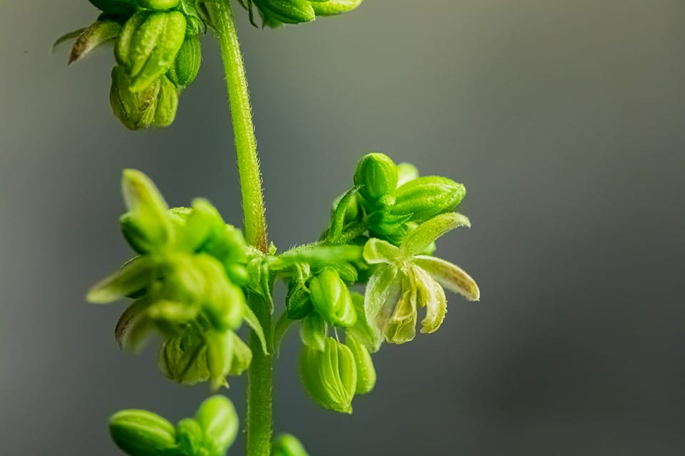 Gros plan d'un bourgeon de cannabis en pleine floraison, avec du pollen visible.