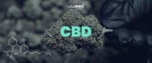 Le CBD c'est quoi ? Définition du Cannabidiol par uWeed France