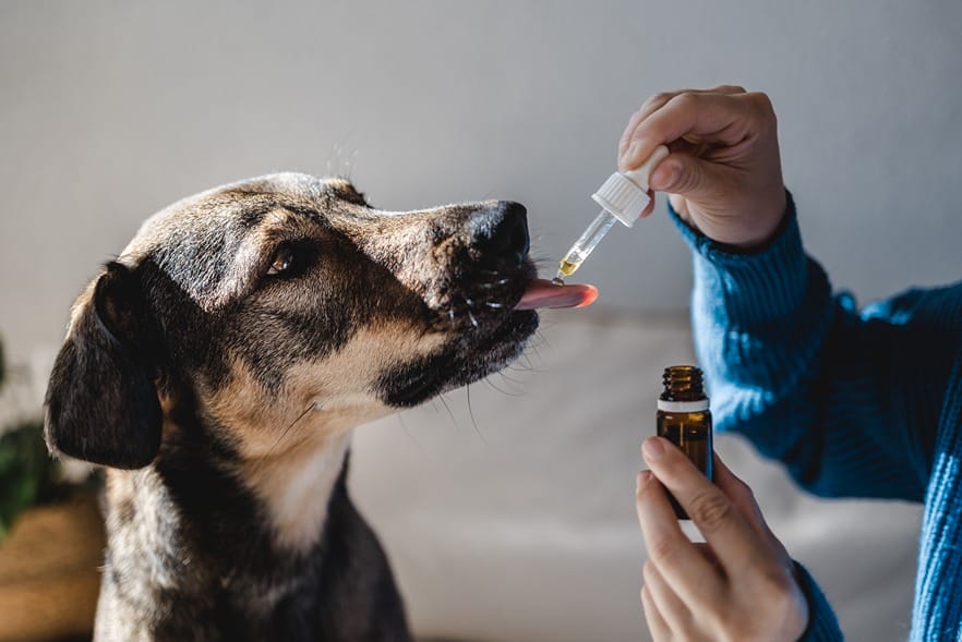 De l'huile de CBD donné à un chien