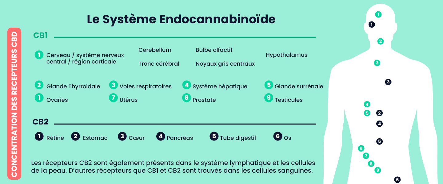 Les recepteurs CB1 et CB2 du systeme endocannibinoide et leurs effets immédiats