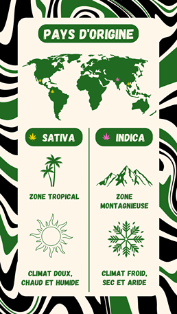 Carte pays d'origine Indica sativa