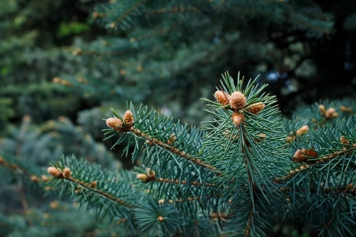 Des branches de pin