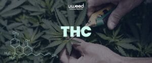 Texte explicatif sur le Tétrahydrocannabinol (THC), en mettant l'accent sur ses effets psychoactifs.